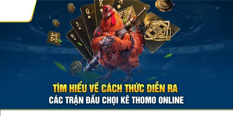 đá gà trực tiếp Thomo