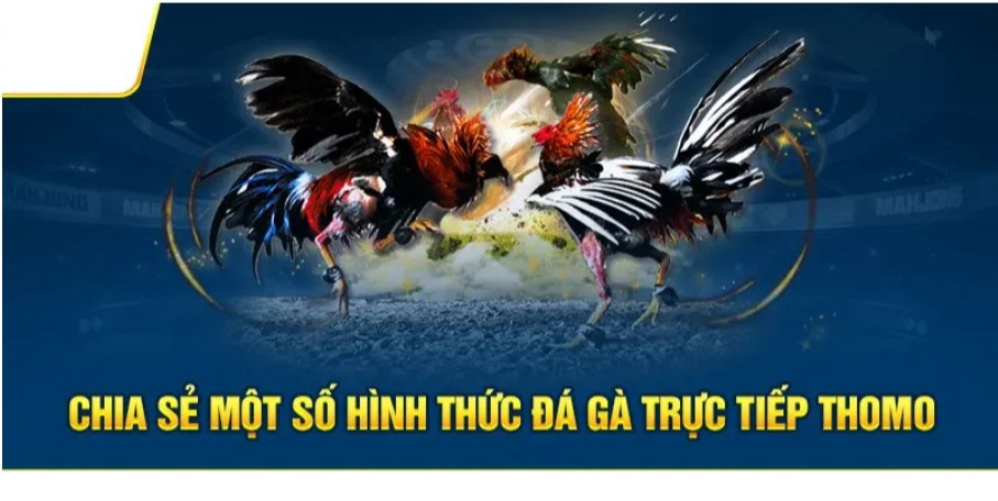 Hình thức đá gà cựa dao Thomo đỉnh cao