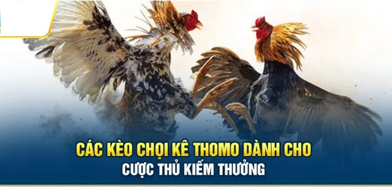 Ku11 - Địa chỉ đá gà trực tiếp Thomo uy tín